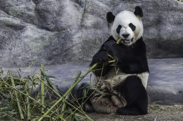 Fotolia_105221022_Panda-at-Toronto-Zoo_2M-e1461249816195