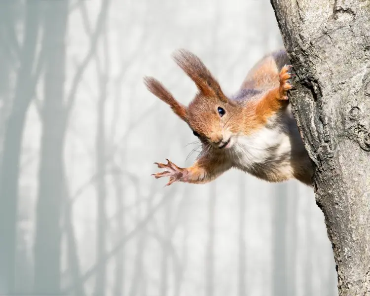 Fotolia_97008260_Squirrel-in-a-tree_M-e1453332127482