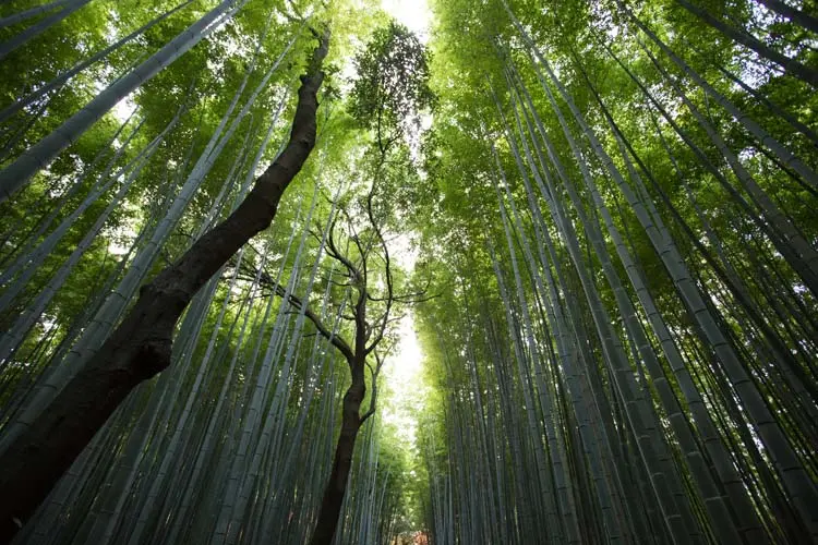 treeimage
