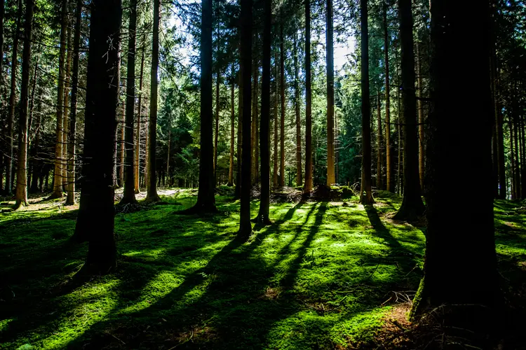Woods-Web