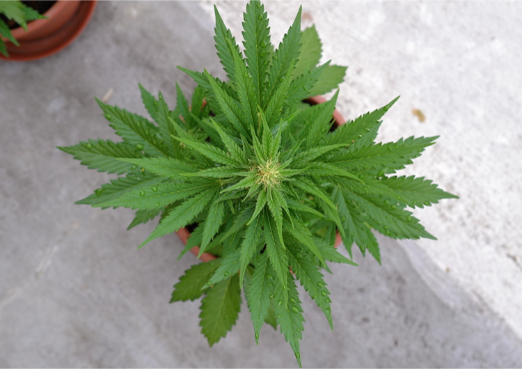 cannabis in flower pot
