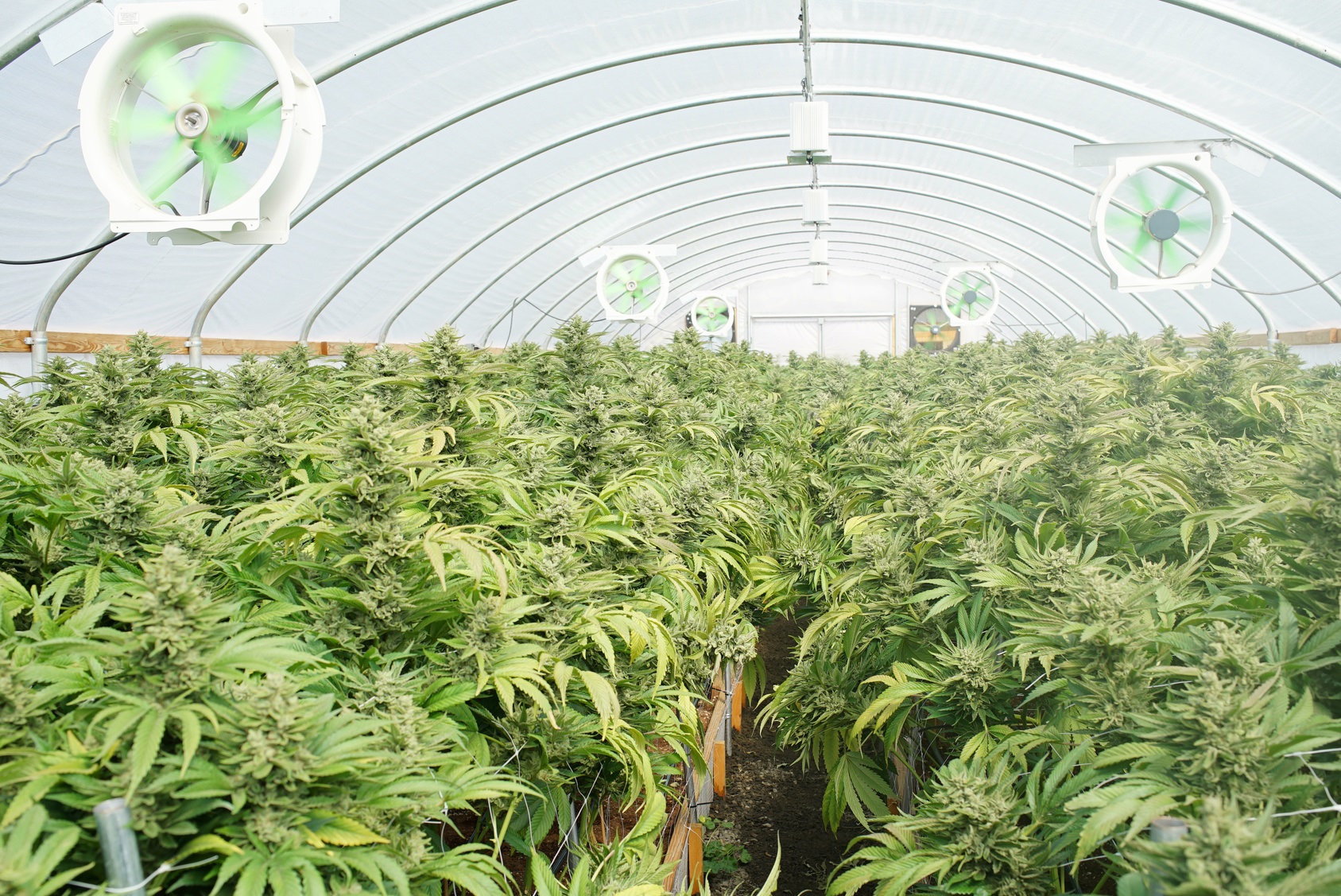 Commercial cannabis greenhouse