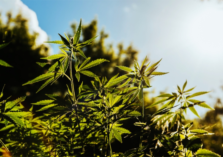 fresh cannabis in a field