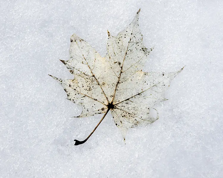 leaf on melting snow shutterstock_88300504_leaf on snow