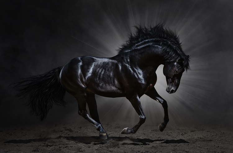 shutterstock_150365132_Dark Horse