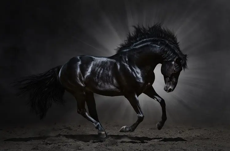 shutterstock_150365132_Dark Horse
