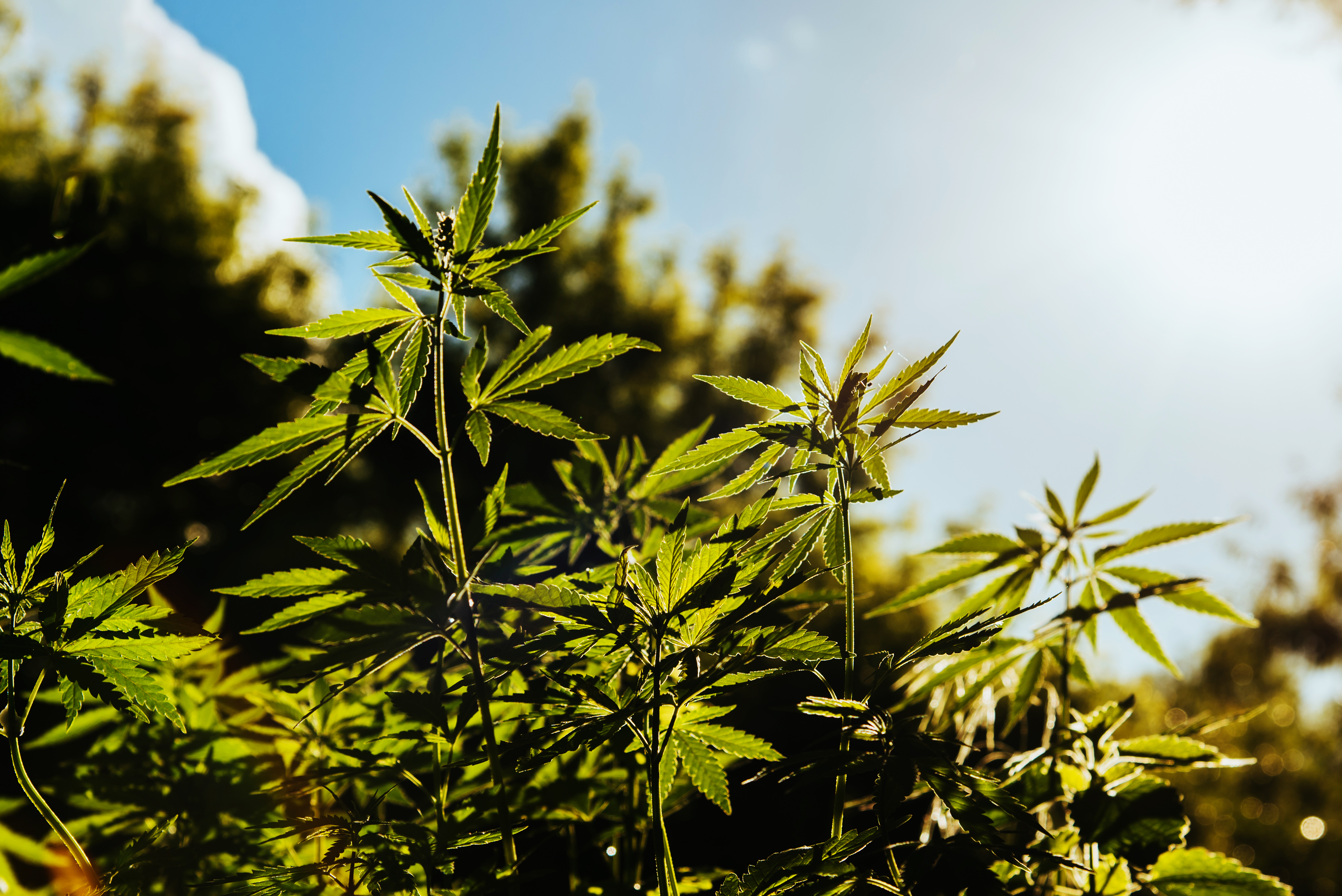fresh cannabis in field