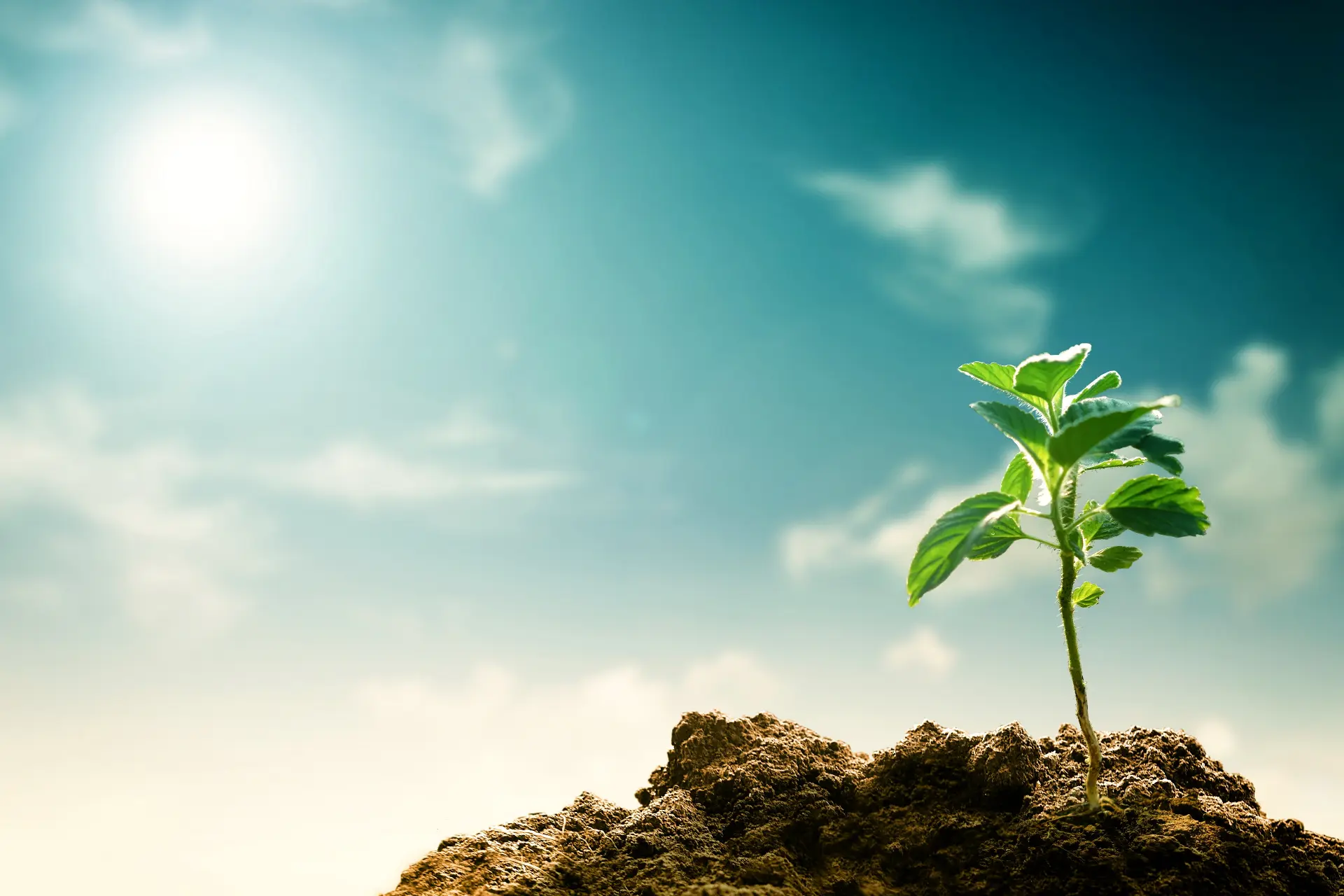 shutterstock_climate change sky and tree growth 723591637