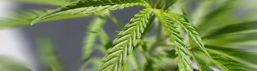 Close up marijuana leaf