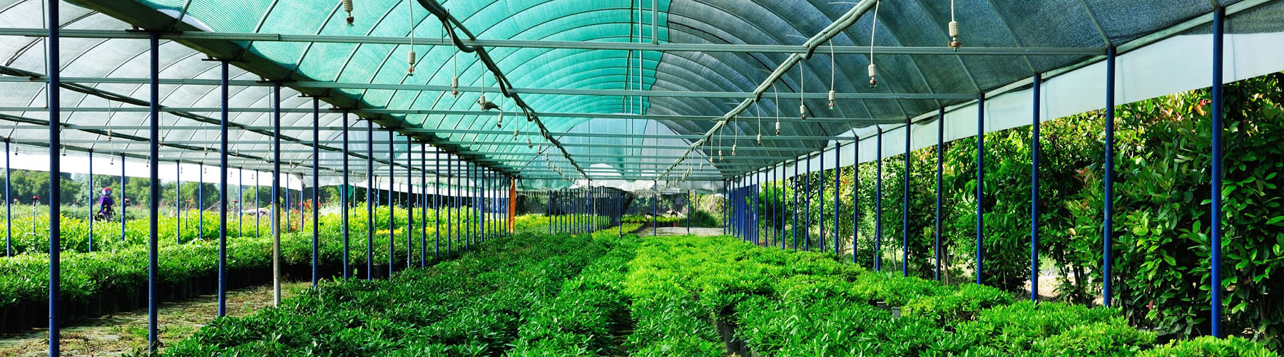 A greenhouse full of green plants.